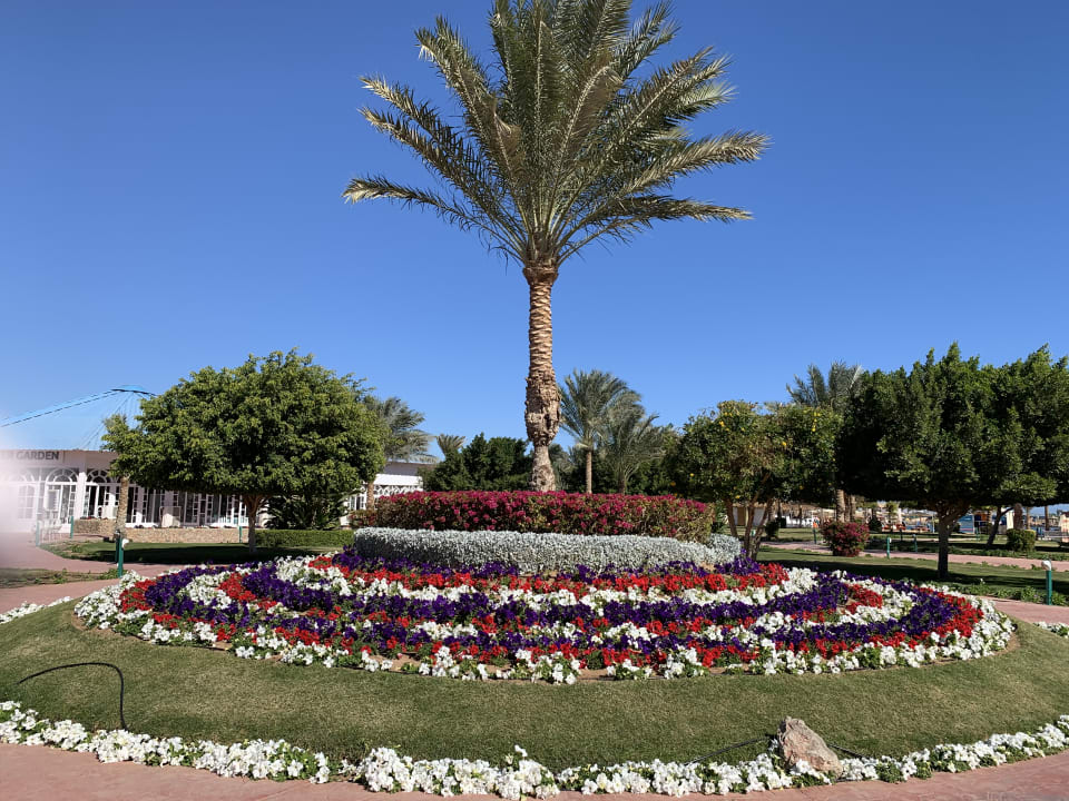 Gartenanlage Desert Rose