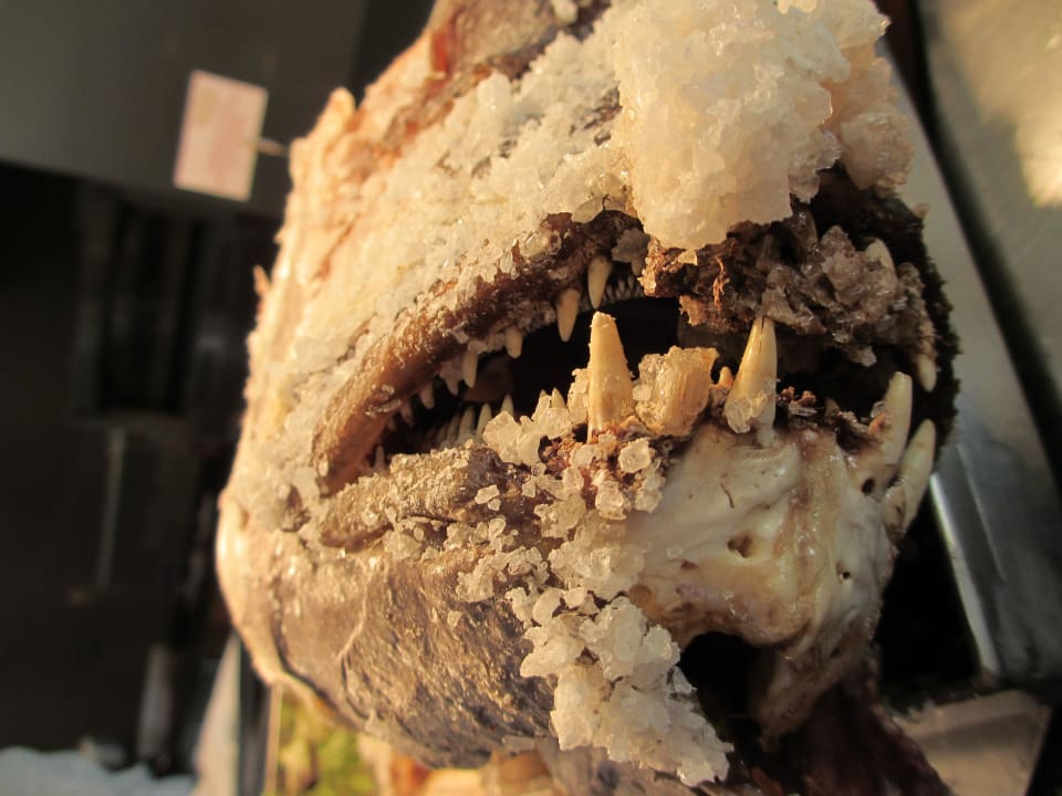 Das war mal ein Fisch - heute in MeerSalzkruste  Hipotels Playa la Barrosa