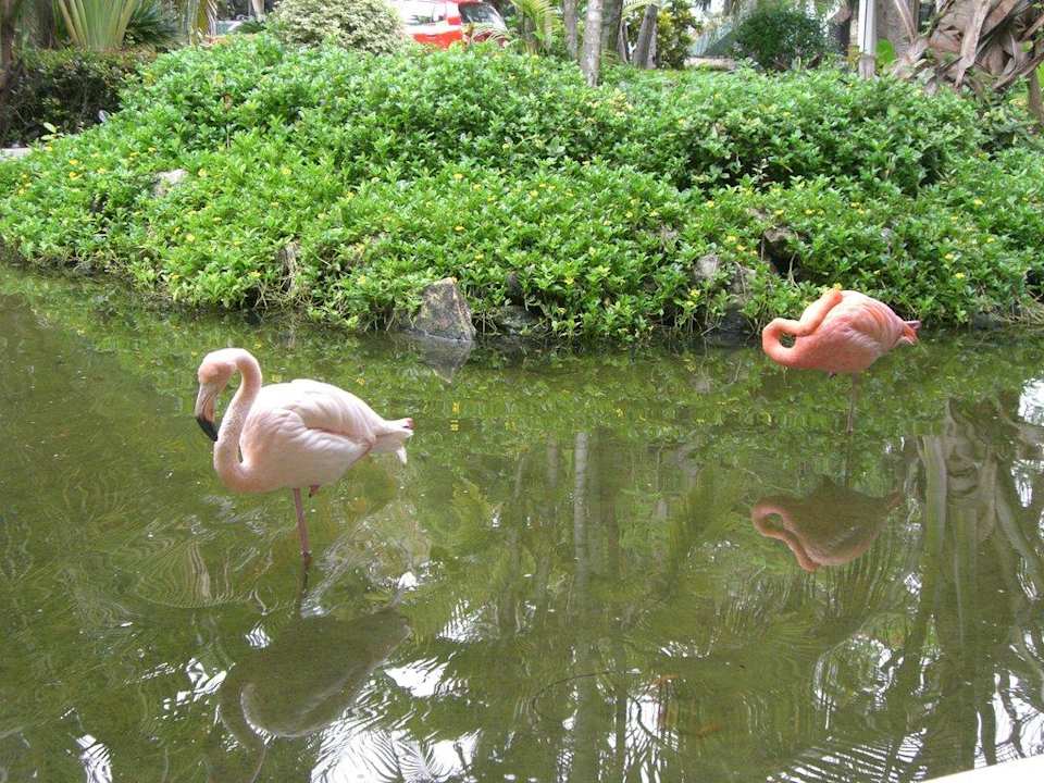 Flamingos Grand Palladium Select Bávaro Resort & Spa