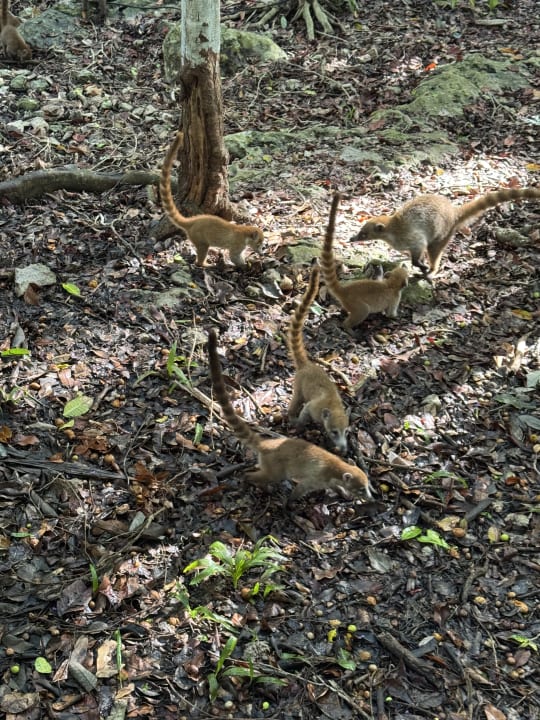 Gartenanlage Iberostar Waves Tucan