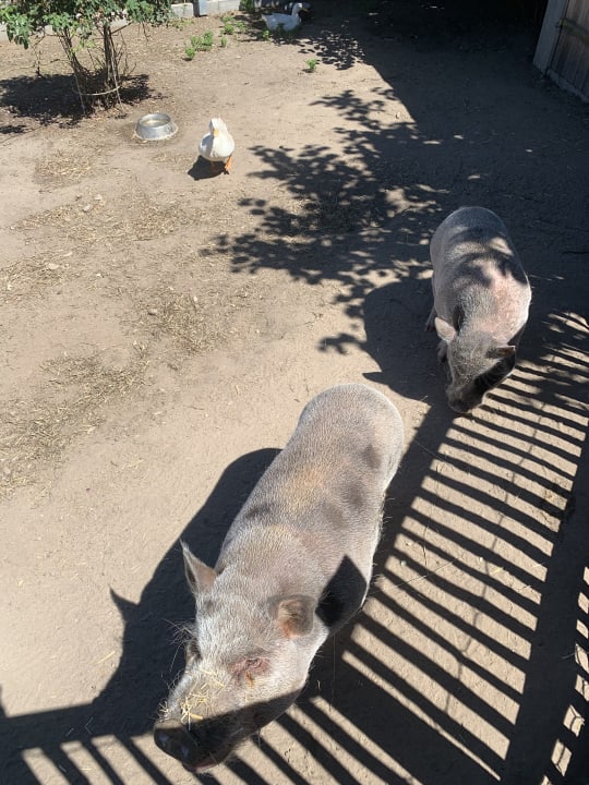 Sonstiges Urlaub am Regen - Ferienhof Dirnberger