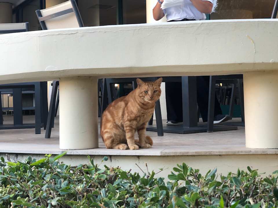 Gastro TUI KIDS CLUB Alex Beach