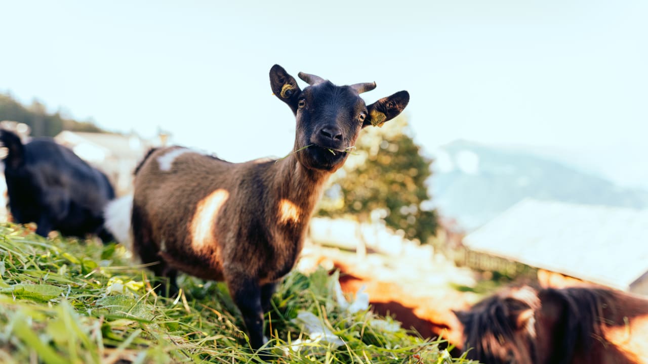 Sport & Freizeit Taser Familienalm