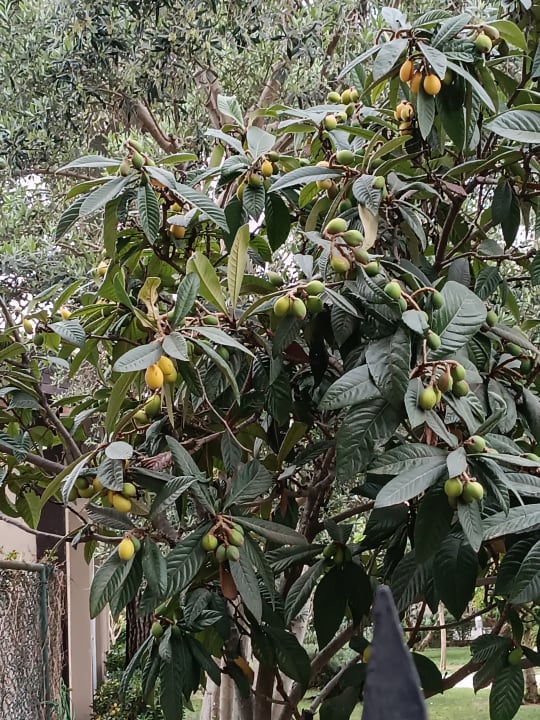 Außenansicht Alba Queen Hotel