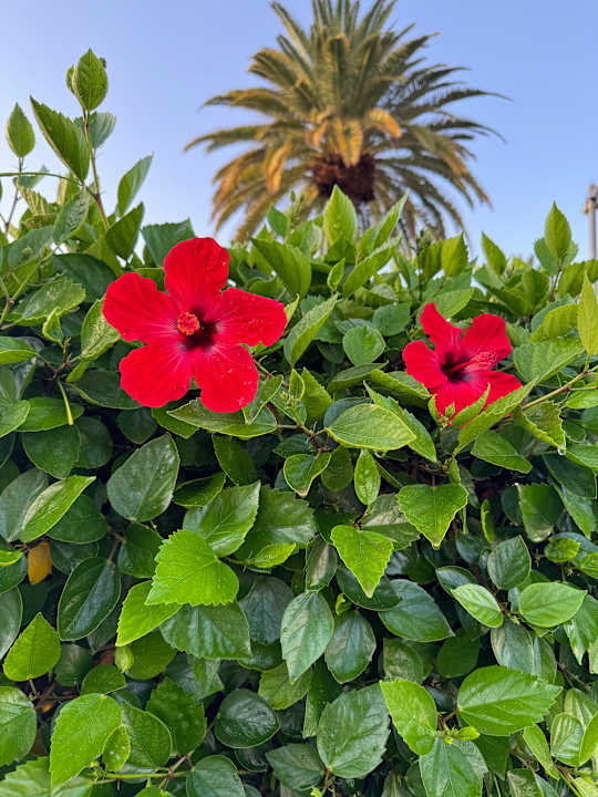 Gartenanlage Club Maspalomas Suites & SPA