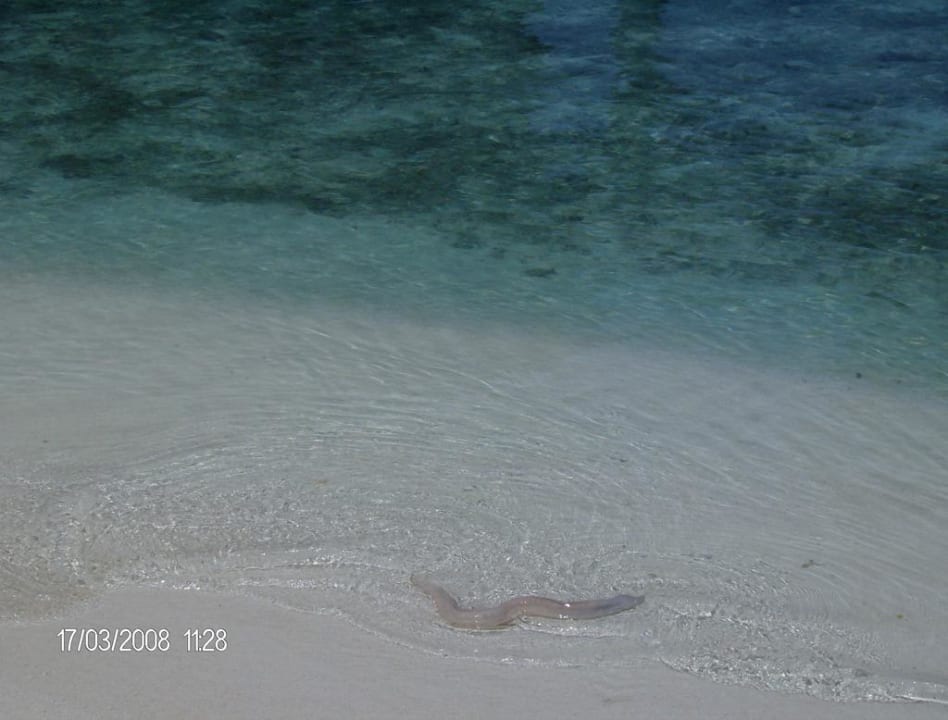 Muräne Summer Island Maldives