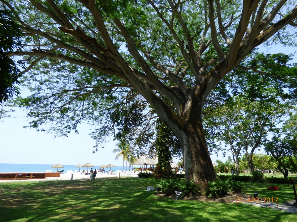 Gartenanlage Grand Decameron Panama, A Trademark All Inclusive Resort