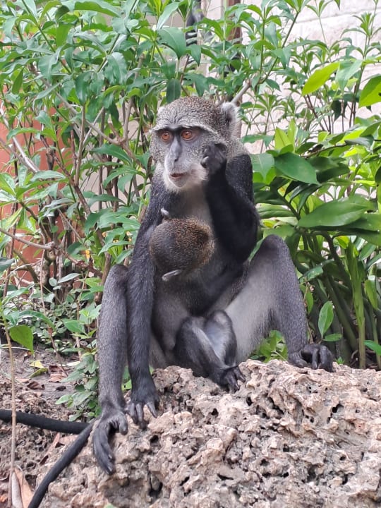 Gartenanlage Baobab Beach Resort & Spa