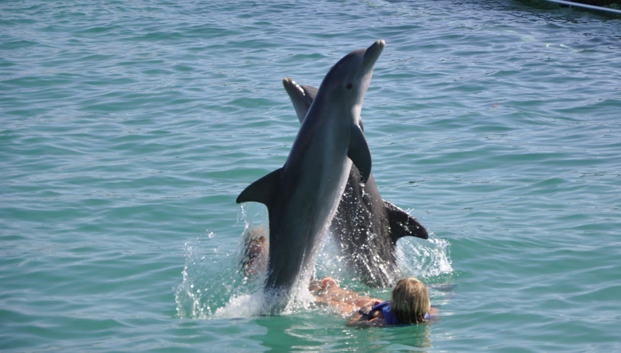 Wir mit Delphinen Grand Palladium Select Bávaro Resort & Spa