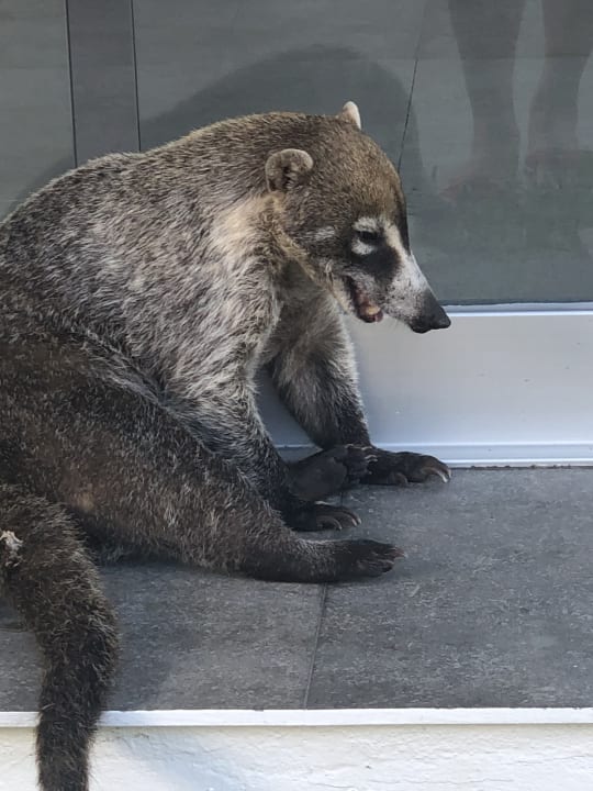 Sonstiges Hotel Riu Playacar