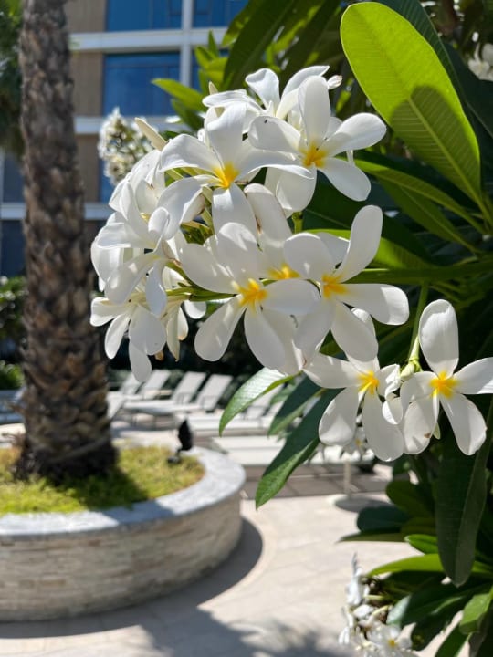Gartenanlage The WB Abu Dhabi, Curio Collection By Hilton