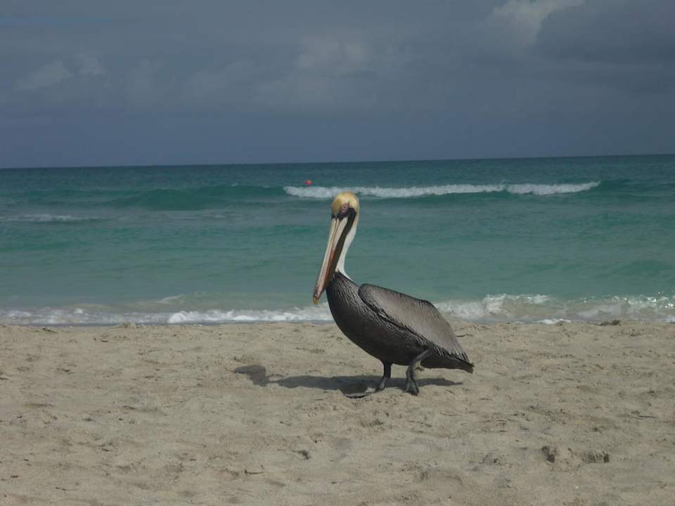 Pelikan als häufiger Gast am Strand! Melia Las Antillas - Adults only