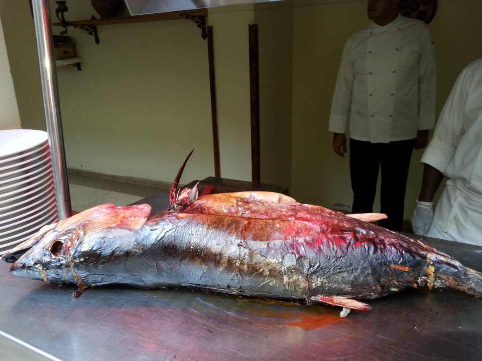 Thunfisch am Buffet Gemma Resort
