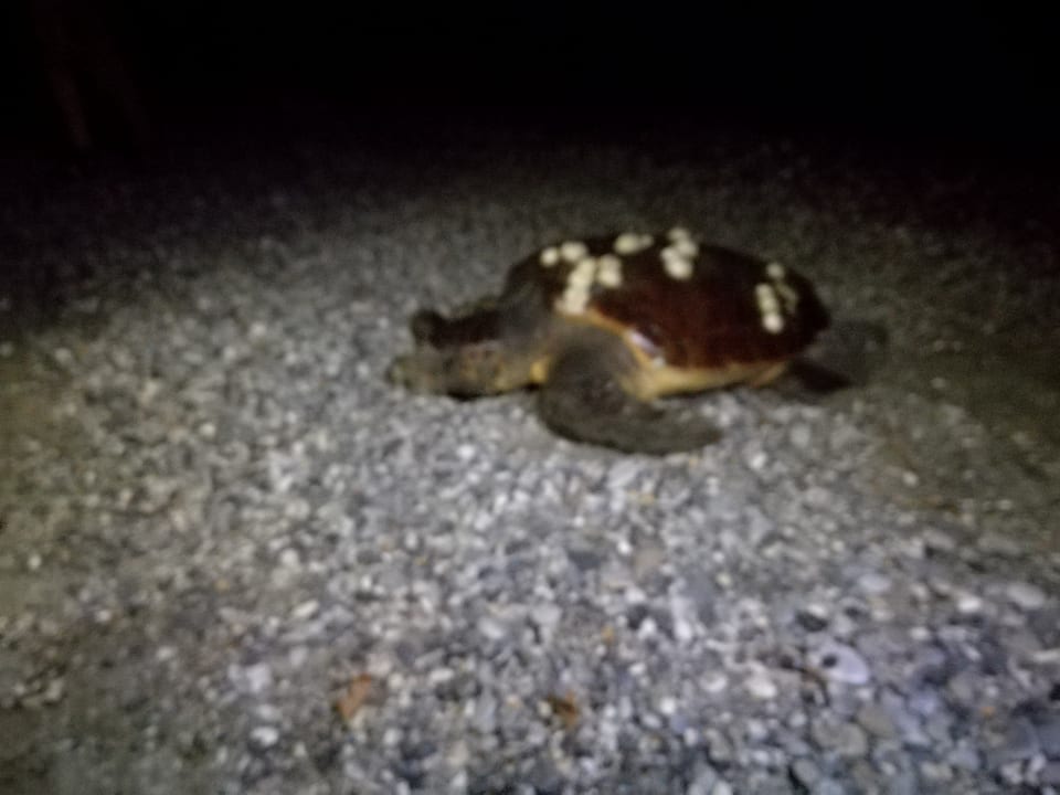 Strand Labranda Alantur Resort