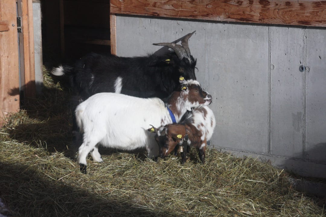 Sonstiges Bauernhof Haus Waldesruh