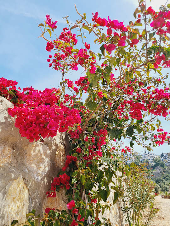 Gartenanlage Bodrum Holiday Resort & Spa
