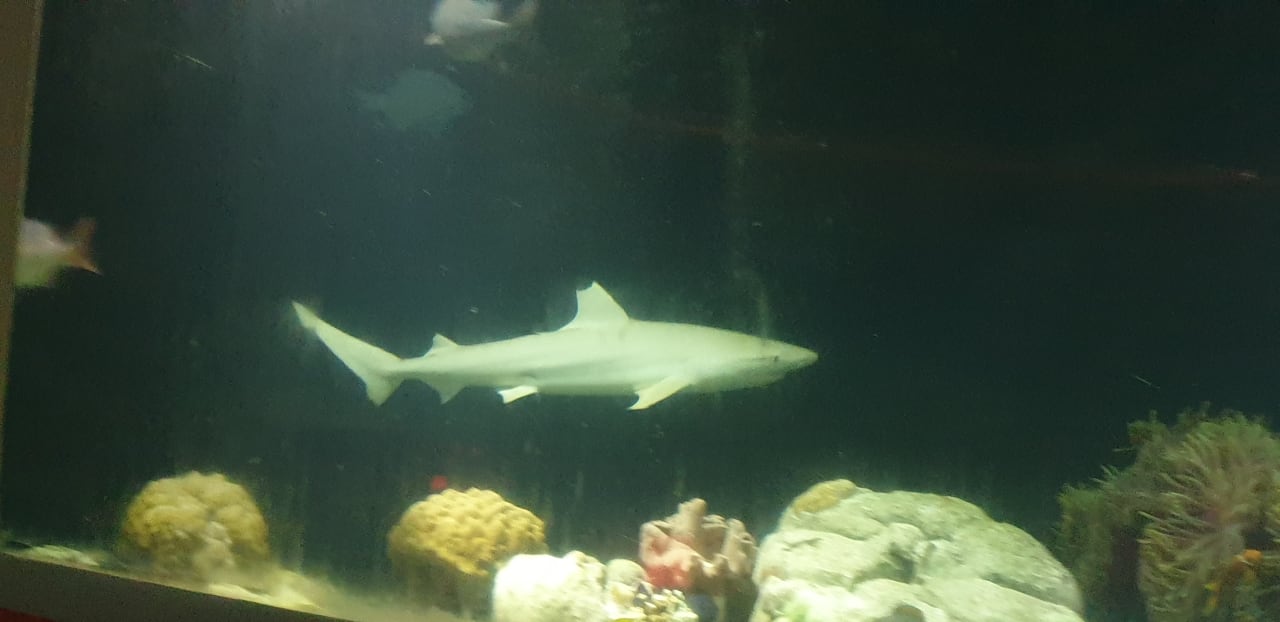 Gastro OZEN LIFE MAADHOO