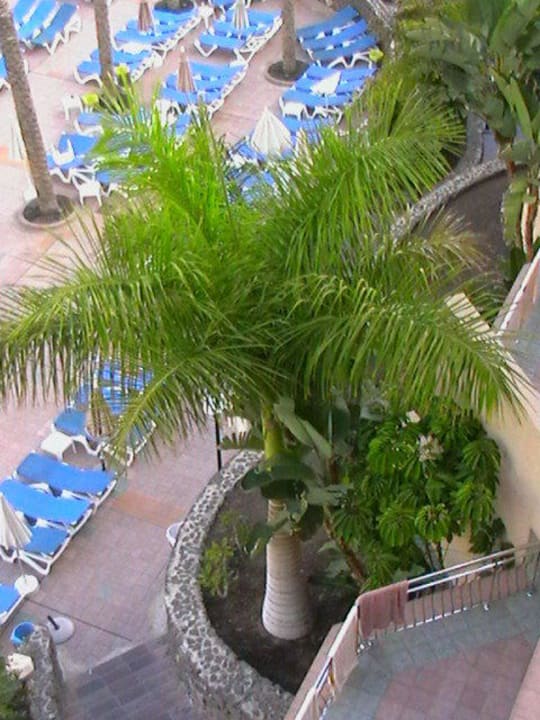 Roslinność hotelu Hotel Riu Buenavista