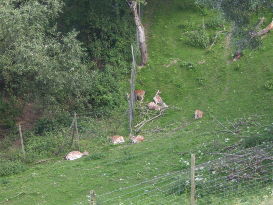 Das hoteleigene Wildgehege Landhaus Sonne