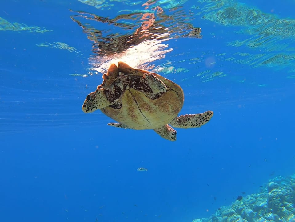 Sport & Freizeit Kihaa Maldives