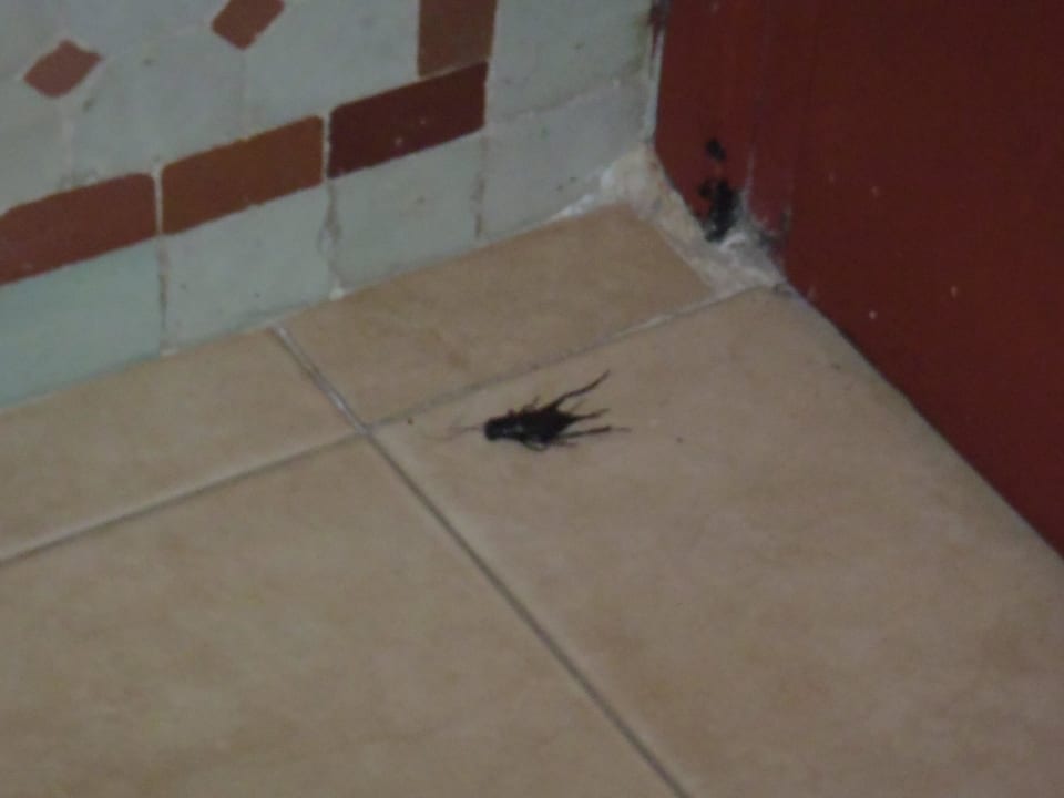 Cafard Hotel Royal Decameron Issil