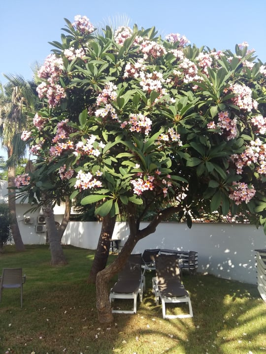 Gartenanlage Hotel Best Siroco