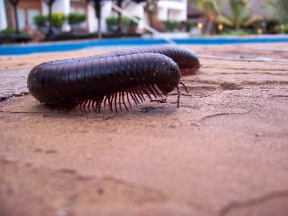 Ein Gast am Pool Hotel Diani Palm Resort