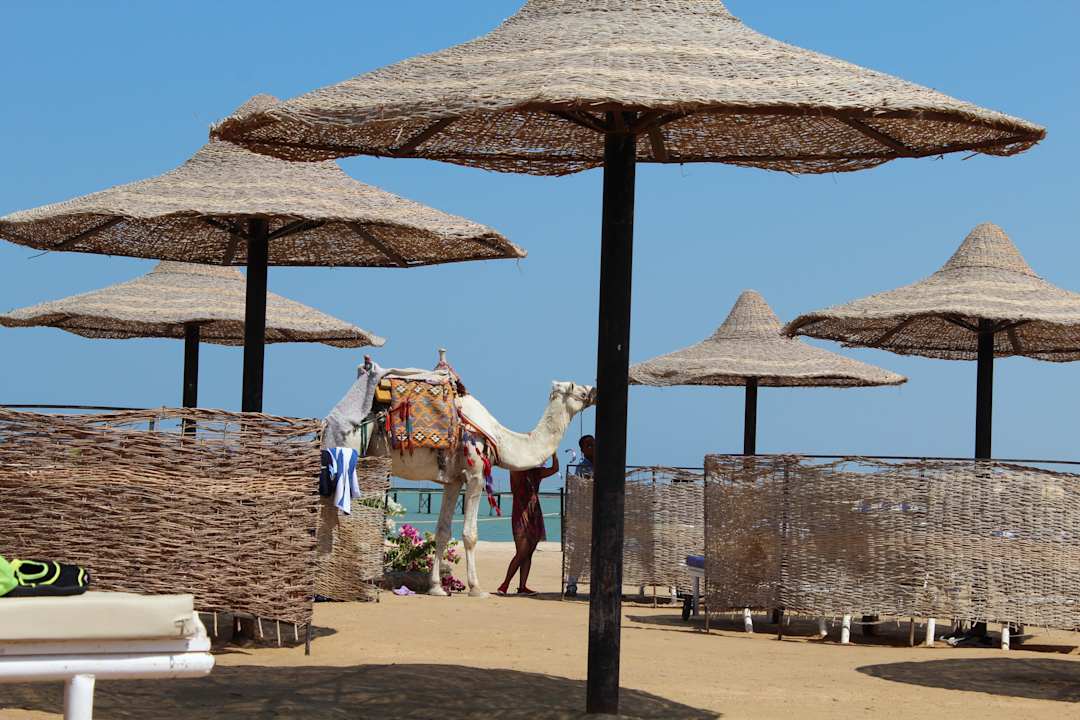 На пляже прогуливаются верблюды Le Jardin Aqua Park Resort