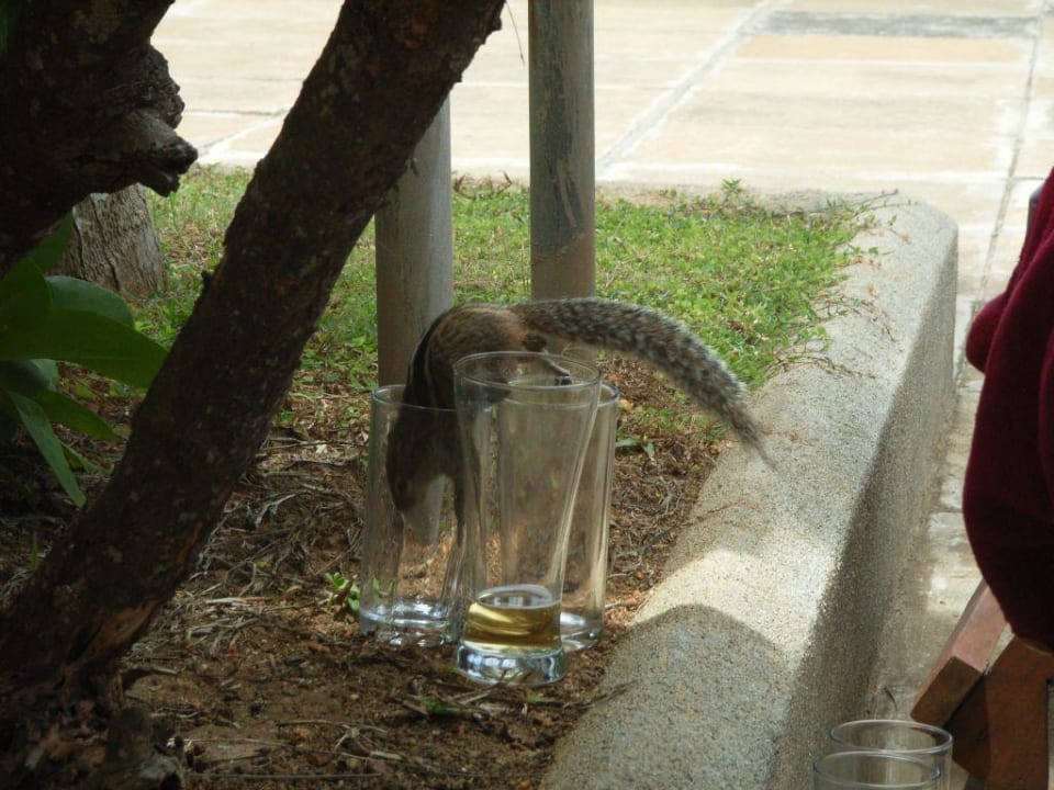 Streifenhörnchen Thaala Bentota