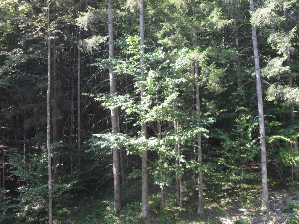 Blick vom balkon Appartementhotel Dachsteinblick