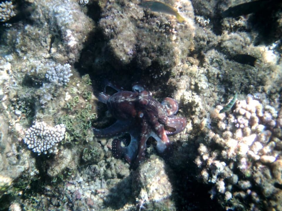 Hausriff Eri Maldives