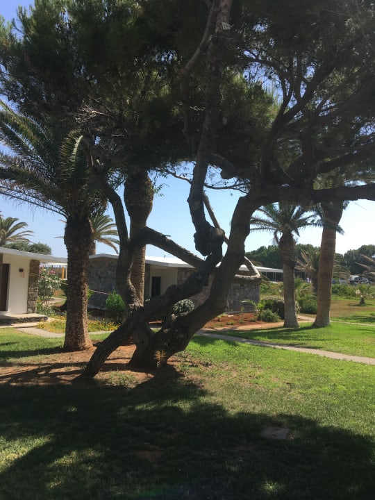 Gartenanlage Civitel Creta Beach