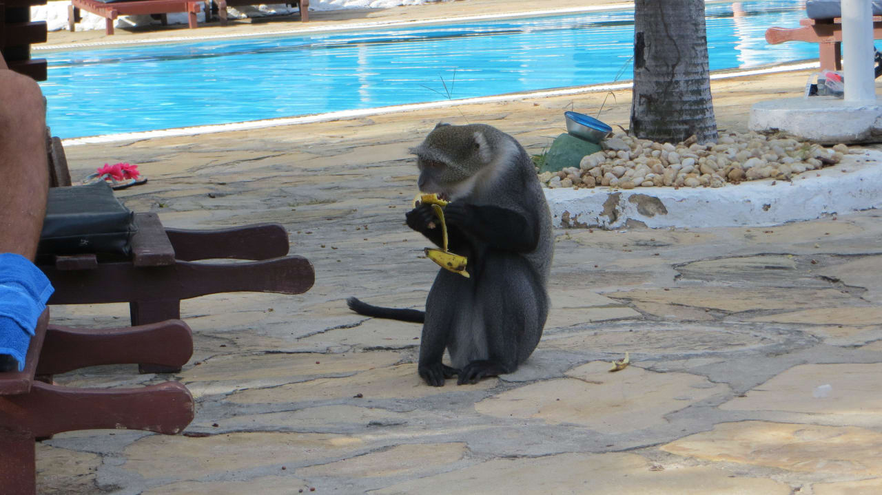 Affen am Pool und auf dem Gelände Hotel Southern Palms Beach Resort
