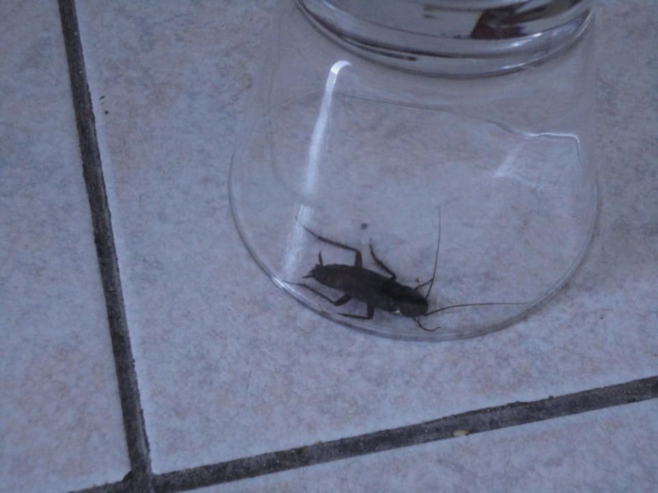 Kakerlaken Zimmer 18 Regina Mare