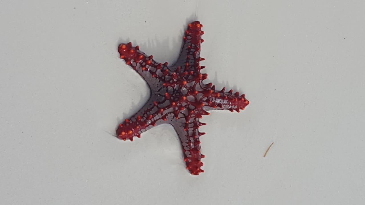 Strand Royal Zanzibar Beach Resort