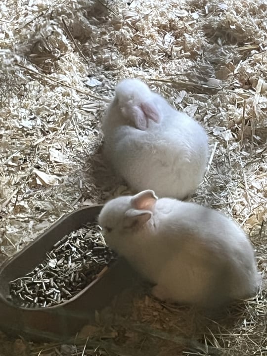 Sonstiges Center Parcs Park Zandvoort - Ferienhäuser