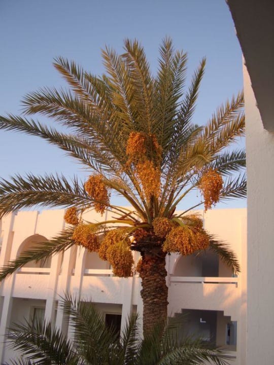 Blick vom Balkon Iberostar Waves Mehari Djerba