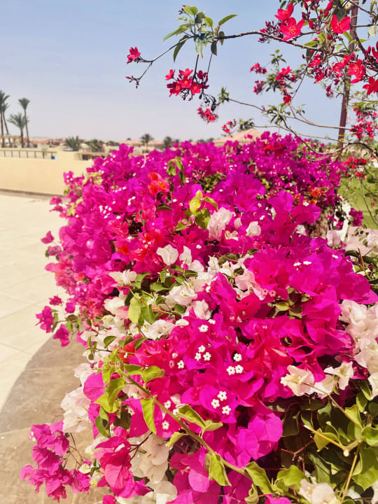 Gartenanlage Cleopatra Luxury Resort Makadi Bay