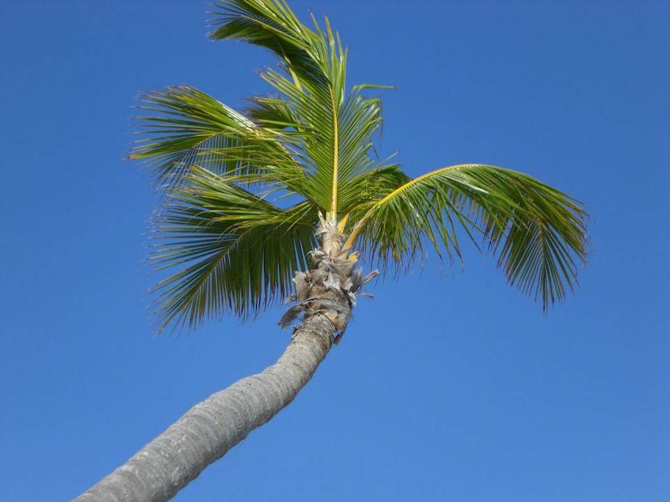 Palmen Grand Palladium Select Bávaro Resort & Spa