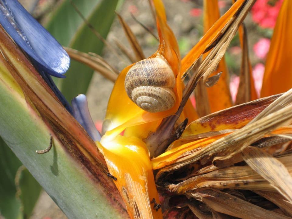 Glückliche Schnecke Royal Wings Hotel