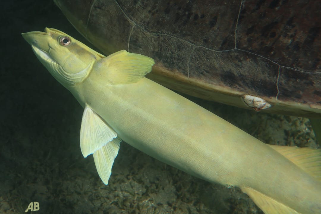 Strand Shams Alam Beach Resort