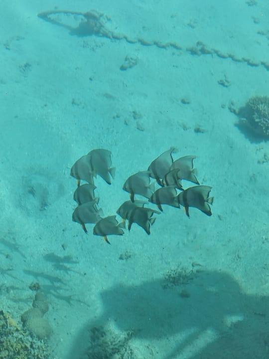 Strand Sultan Bey Hotel, El Gouna