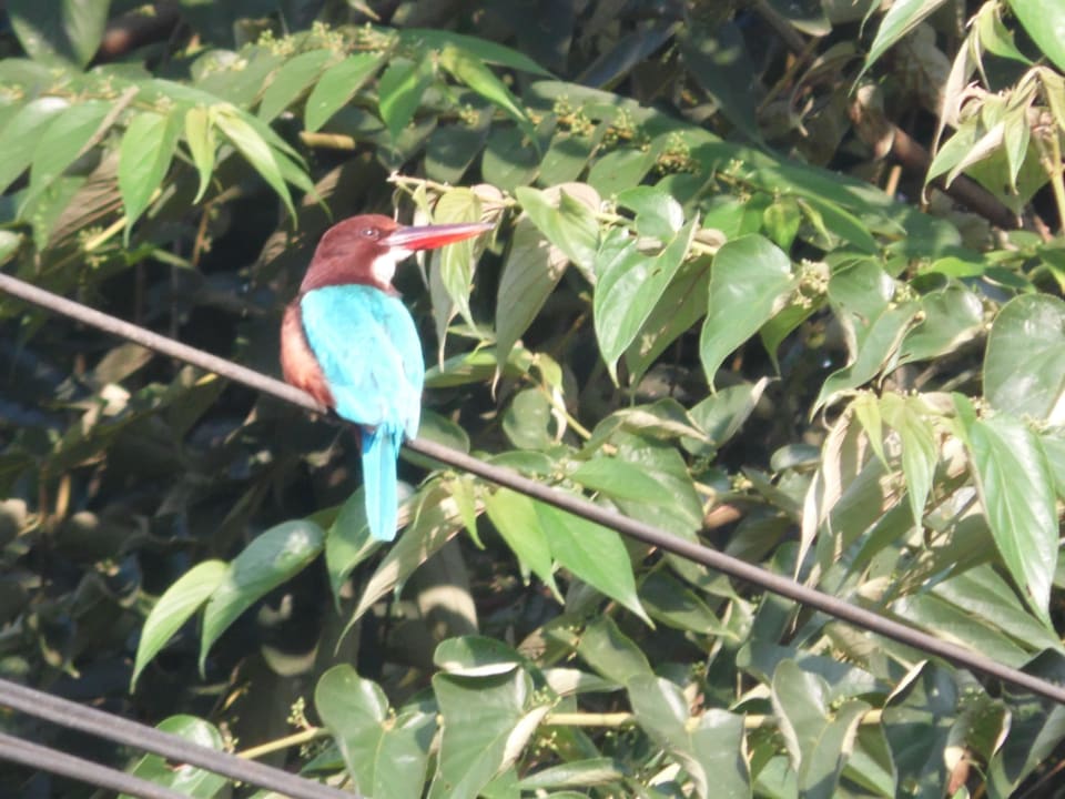 Eisvogel Mermaid Hotel & Club