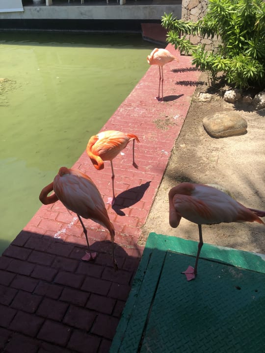 Gartenanlage Iberostar Waves Punta Cana