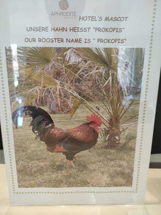 Gartenanlage Hotel Aphrodite Beach Club