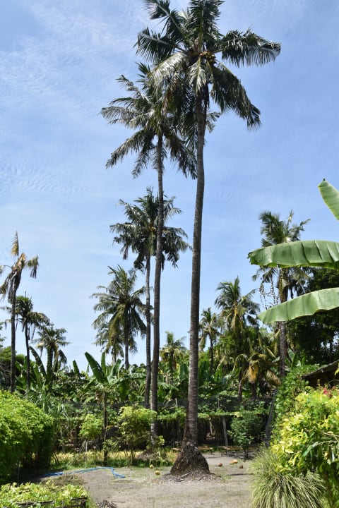 Gartenanlage Adaaran Select Hudhuran Fushi - Premium All Inclusive