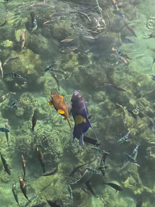 Strand Pickalbatros Dana Beach Resort - Hurghada