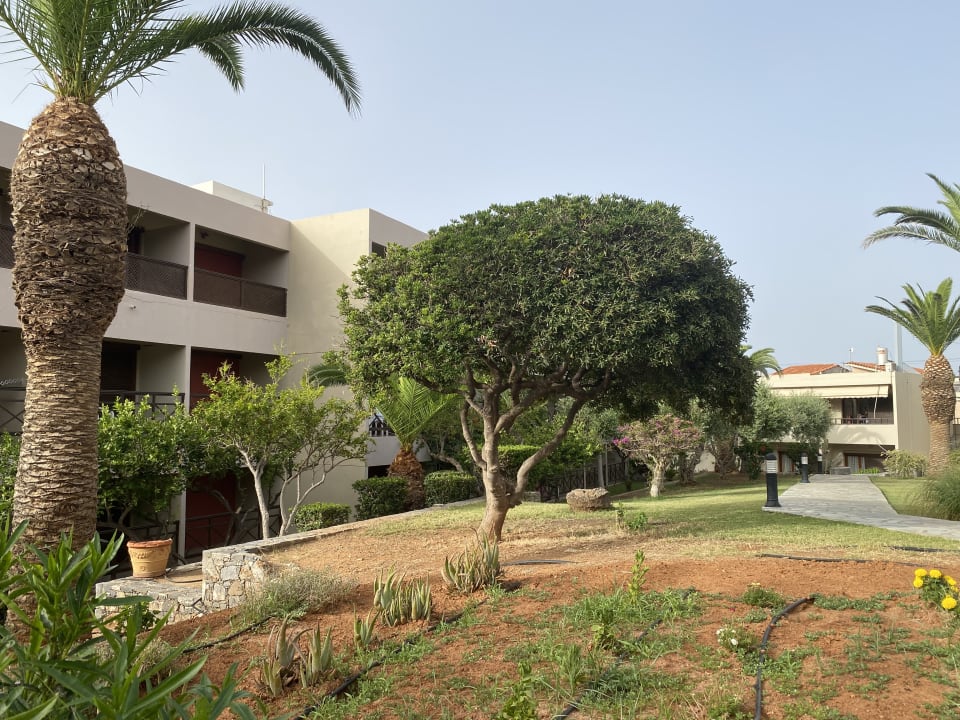 Gartenanlage allsun Hotel Malia Beach