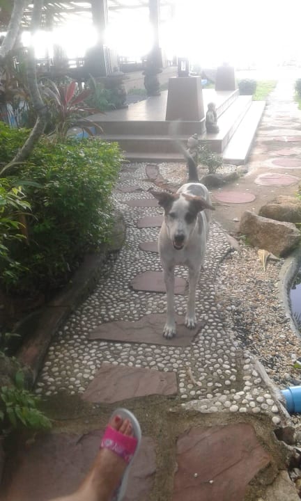 Hund in der Anlage Kanok Buri Resort