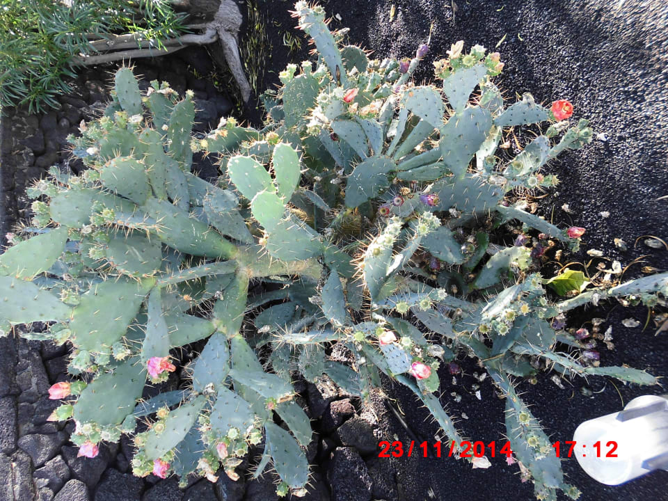 Fico d'india Relaxia Olivina